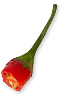 Abbildung einer angeschnittenen roten Chillischote
